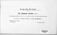 Apiognomonia acerina image